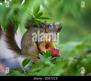Niedliches und hungriges kleines Eichhörnchen (Sciurus niger), das Pfirsichfrüchte im Garten isst Stockfoto