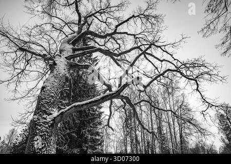 Grunge-Bild von dunklem Wald, perfekter halloween-Hintergrund Stockfoto
