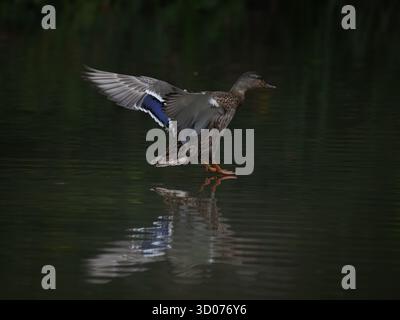 Wild Duck Landing on Calm Lake – anmutiger Vogel in Bewegung mit Reflexion auf der Wasseroberfläche in der natürlichen Wildtierszene Stockfoto