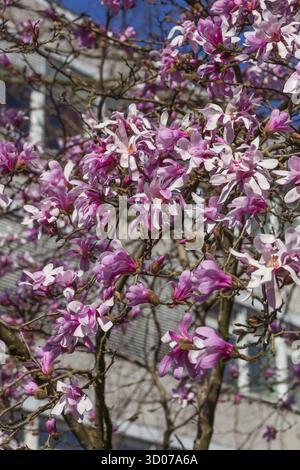 Rosafarbene Magnolienblüten auf Ästen mit Wohngebäuden im Hintergrund, Hintergrundbild, Deutschland Stockfoto
