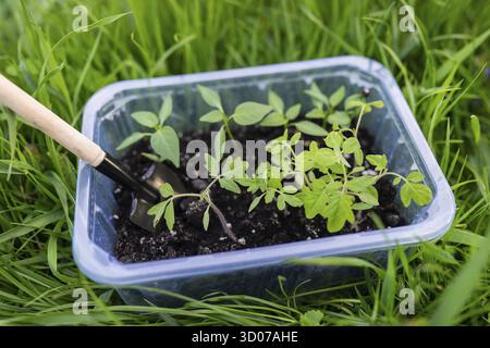 Pfeffer- und Tomatensämlinge in Torfboden in einer Kunststoffschale. Junge Sämlinge aus Pfeffer. Das Konzept der Gartenarbeit und Setzlinge. Junge Pflanze Stockfoto