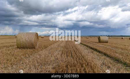 Runde Heuballen sitzen auf einem goldenen Feld, während sich am späten Nachmittag dunkle Wolken über ihnen sammeln. Stockfoto