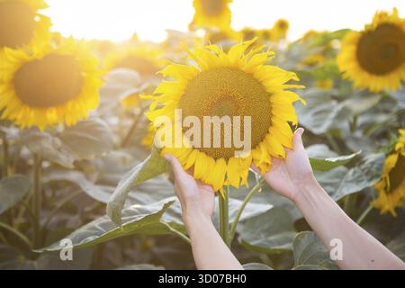 Weibliche Hand in einem großen Feld von Sonnenblumen mit einer großen Blume auf dem Feld Stockfoto