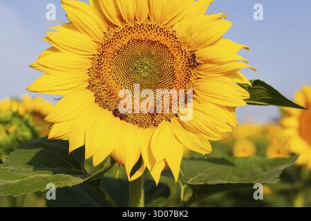 Ein schönes Feld von blühenden goldenen Sonnenblumen vor einem blauen Himmel, Bienen auf einer Sonnenblume. Erntevorbereitung, Sonnenblumenöl-Produktion Stockfoto
