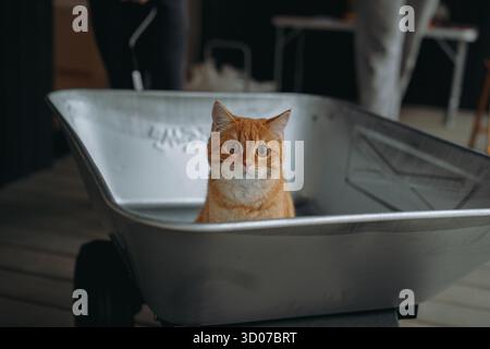 Entzückende Ingwer Tabby Katze, die in einem Karton auf der Terrase des Landhauses sitzt Stockfoto