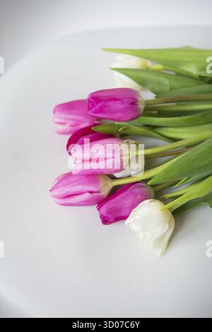 Schöner Frühlingsstrauß mit rosa und weißen Tulpen auf einem Weißer Hintergrund Stockfoto