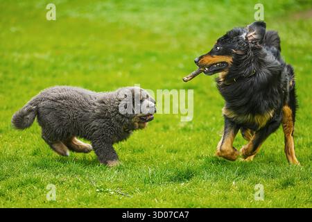 Weibliches Welpen tibetischer Mastiff Porträt jagt einen großen Hund namens Hovawart Stockfoto