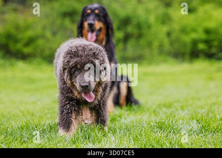 Der Tibetische Mastiff geht und der Hund hovawart im Hintergrund Stockfoto