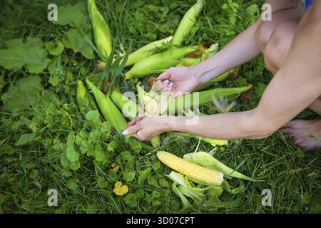 Die junge Frau reinigt frisch gepflückte Maisohren. Maisreinigung. Frau, die Mais schält Stockfoto