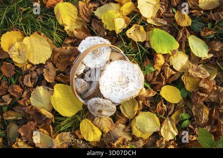 Ein Korb mit wunderbar aufgenommenen Schirmen mit essbaren Pilzen steht auf gefallenen gelben Blättern. Blick von oben Stockfoto