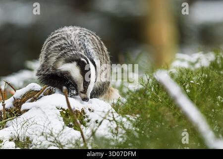 Alter Europäischer Dachs (Meles meles) im Winterwald Stockfoto