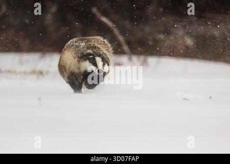 Der alte europäische Dachs (Meles meles) läuft im Schnee und es schneit Stockfoto