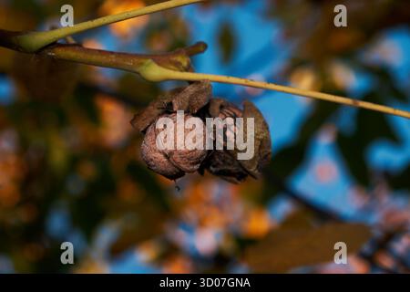 Walnussbaumzweig mit Reifen Walnüssen im Herbst. Reife Walnüsse in Schalen auf einem Baumzweig, bereit für die Ernte in der Herbstsaison. Stockfoto