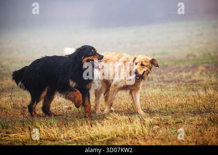 Männlicher schwarzer und goldener Hovie-Hund hovawart Stockfoto