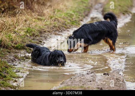 Männlicher schwarzer und goldener Hovie-Hund hovawart Stockfoto