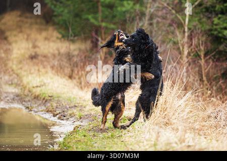 Männlicher schwarzer und goldener Hovie-Hund hovawart Stockfoto
