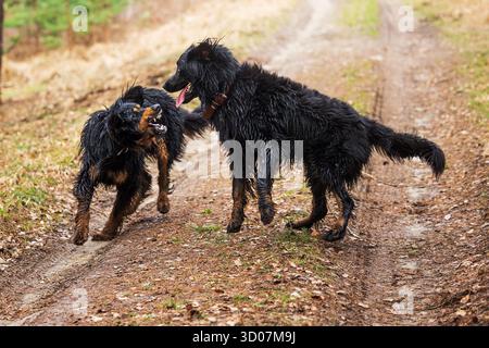 Männlicher schwarzer und goldener Hovie-Hund, zwei Hunde, die zusammen kämpfen Stockfoto