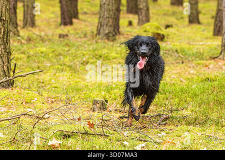 Männlicher schwarzer und goldener Hovie-Hund hovawart Stockfoto