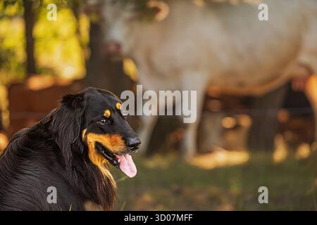 Männlicher schwarzer und goldener Hovie-Hund hovawart Stockfoto