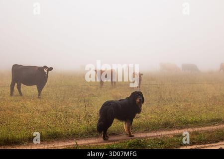 Männlicher schwarzer und goldener Hovie-Hund hovawart Stockfoto