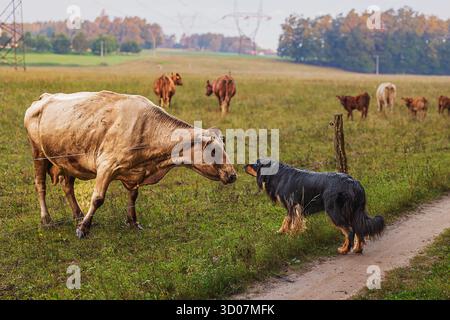 Schwarz-goldener Hovie-Hund hovawart schnüffelt vorsichtig an der Kuh Stockfoto