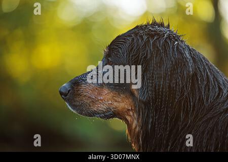 Schwarz-goldenes Hovie Dog hovawart Porträt mit hellem Hintergrund Stockfoto
