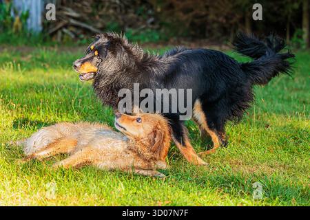 Männlicher schwarzer und goldener Hovie-Hund hovawart Stockfoto
