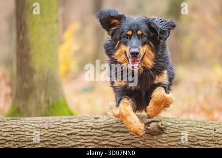 Männlicher schwarzer und goldener Hovie-Hund hovawart Stockfoto