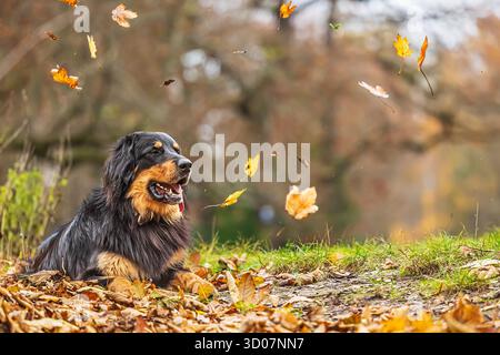 Männlicher schwarzer und goldener Hovie-Hund hovawart Stockfoto