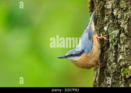Kleine eurasische Nutte (Sitta europaea) wartet auf Sie Stockfoto