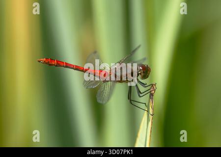 Der rotgeäderte Darter oder Nomade (Sympetrum fonscolombii) auf einem Schilfbündel Stockfoto