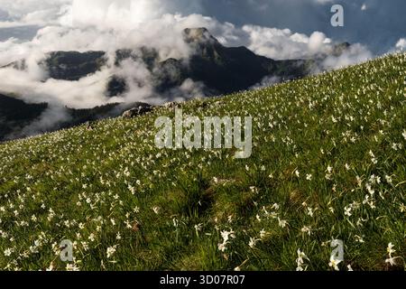 Blick auf einen Hügel voller weißer Narzissen, der in Richtung der nebeligen Berge unter einem bewölkten Himmel reicht, Carrara, Toskana, Italien. Stockfoto