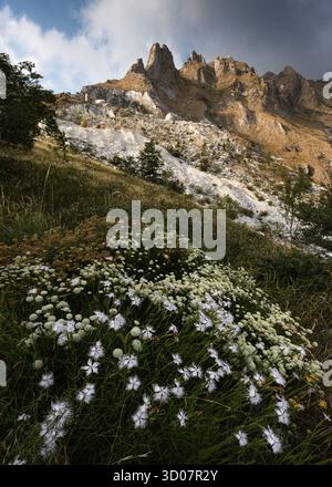 Blick auf weiße Blumen im Vordergrund mit schroffen, sonnendurchfluteten, felsigen Apuanischen Alpen, die sich scharf hinter ihnen erheben, ein wilder Kontrast von Texturen, Carrara, Toskana Stockfoto