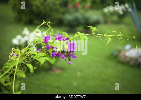 Blühender Rosenstrauch im Garten Stockfoto
