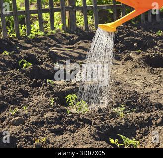 Gießen aus der Gießkanne auf Gemüsebeet Stockfoto
