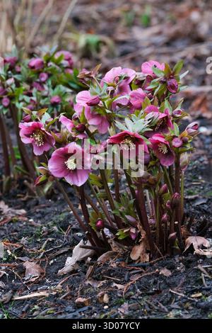 Helleborus x hybridus Red Lady, hellebore Red Lady, Helleborus orientalis Red Lady, gezackte, dunkelgrüne Blätter, tiefrote Blüten, im Spätwinter Stockfoto