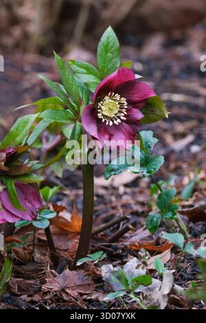Helleborus x hybridus Red Lady, hellebore Red Lady, Helleborus orientalis Red Lady, gezackte, dunkelgrüne Blätter, tiefrote Blüten, im Spätwinter Stockfoto