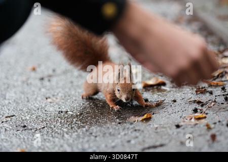 Rotes Eichhörnchen nähert sich einer menschlichen Hand auf nassem Gehweg Stockfoto