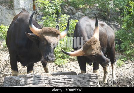 Zwei thailändischen Stiere Stockfoto
