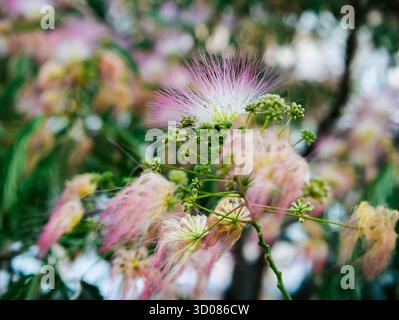Detaillierte Nahaufnahme eines Seidenbaums (Albizia julibrissin) in voller Blüte mit flauschigen rosa Blüten und kompliziertem Laub vor einem natürlichen Hintergrund Stockfoto