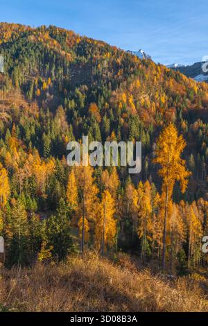 Herbstlicher Wald aus goldenen Lärchen und Kiefern in den Dolomiten Italiens. Fantastische Herbstfarben an den Berghängen während eines perfekten blauen Himmels. Stockfoto