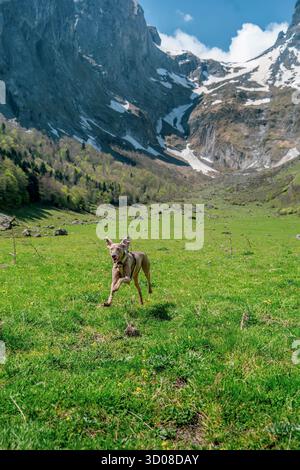Fröhlicher Weimaraner-Hund, der in einer üppigen grünen Alpenwiese mit majestätischen Schneebergen unter einem hellen blauen Himmel läuft und springt Stockfoto