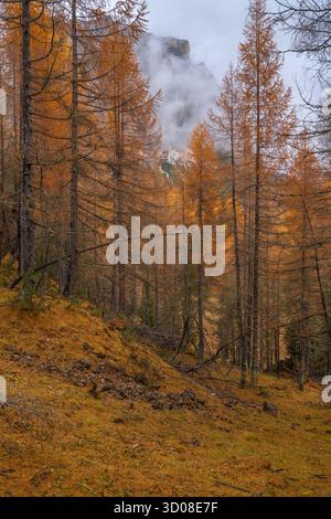 Herbstfarben in den Ampezzo Dolomiten Italiens. Herbstliche Wälder mit Bergen im Hintergrund. Laub in den Dolomiten. Stockfoto