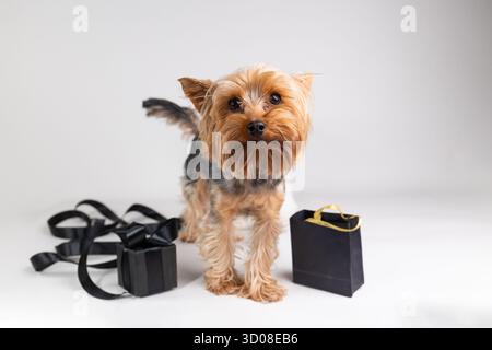 Ein Yorkshire Terrier Hund steht neben einer schwarzen Geschenkbox mit einem Band und einer kleinen schwarzen Einkaufstasche. Der Hintergrund ist einfach weiß. Stockfoto
