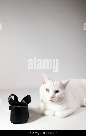Eine flauschige weiße Katze liegt neben einer kleinen schwarzen Geschenkbox mit Schleife. Die Umgebung ist minimalistisch und leicht, was eine spielerische Atmosphäre von Shopping und Rabatten schafft. Stockfoto