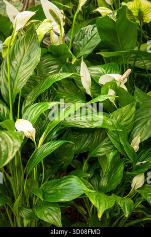 Mappleborough Green Garden Centre Stockfoto