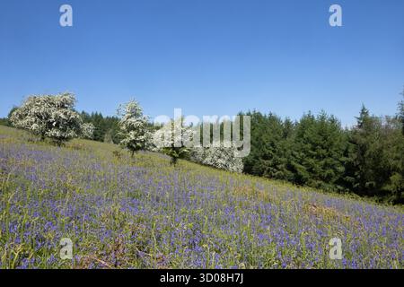 Blauglocken und Weißdorn blühen im Mortimer Forest an der Grenze von Shropshire und Herefordshire England Stockfoto