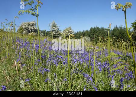 Blauglocken und Weißdorn blühen im Mortimer Forest an der Grenze von Shropshire und Herefordshire England Stockfoto