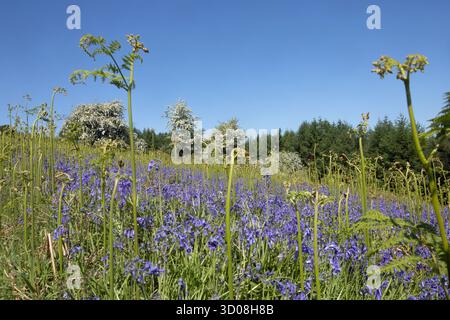 Blauglocken und Weißdorn blühen im Mortimer Forest an der Grenze von Shropshire und Herefordshire England Stockfoto