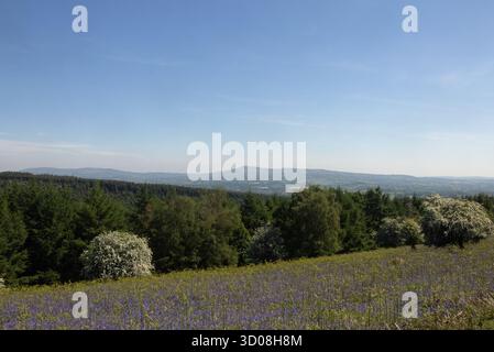Blauglocken und Weißdorn blühen im Mortimer Forest an der Grenze von Shropshire und Herefordshire England Stockfoto